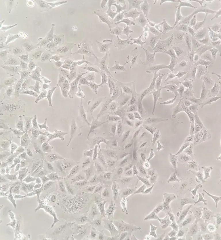 Brightfield microscopy image of cultured A549 human lung cancer cells