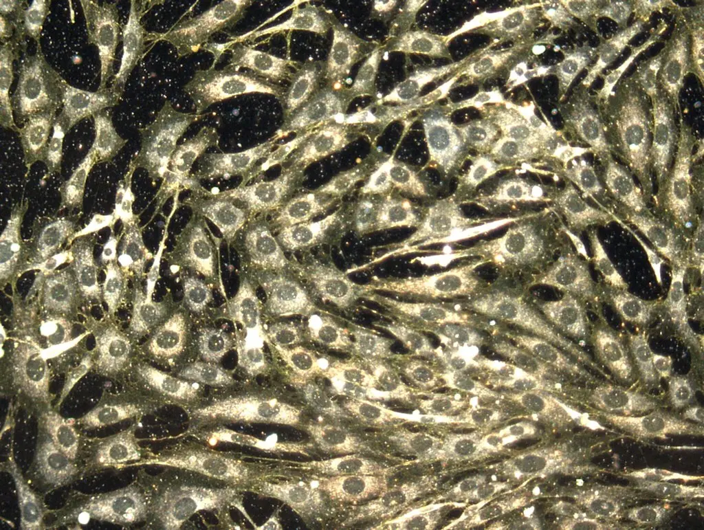Microscopy image showing gold nanoparticles within the cytosol of cultured cells