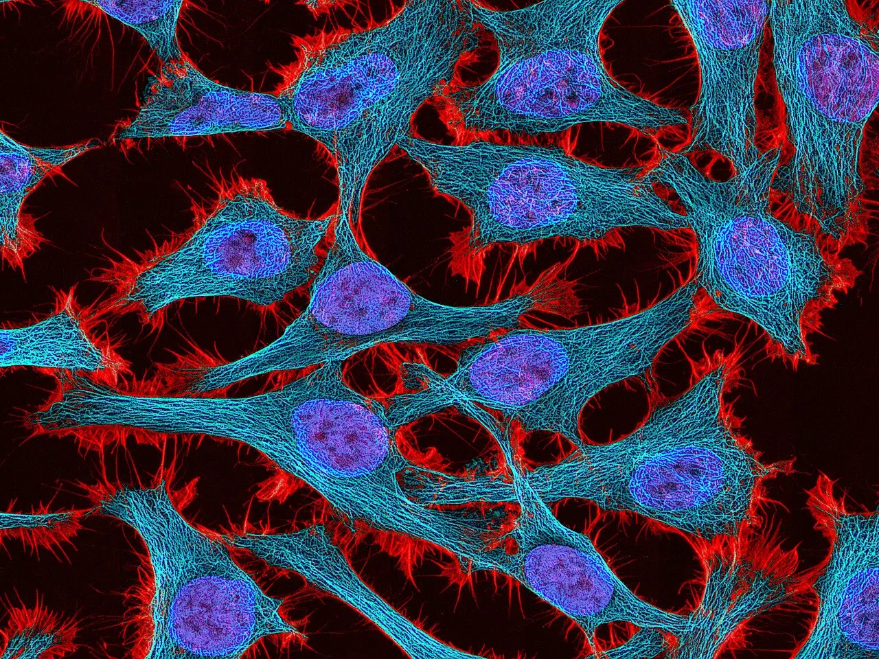 Multiphoton fluorescence image of HeLa cells with red actin, cyan microtubules, and blue nuclei